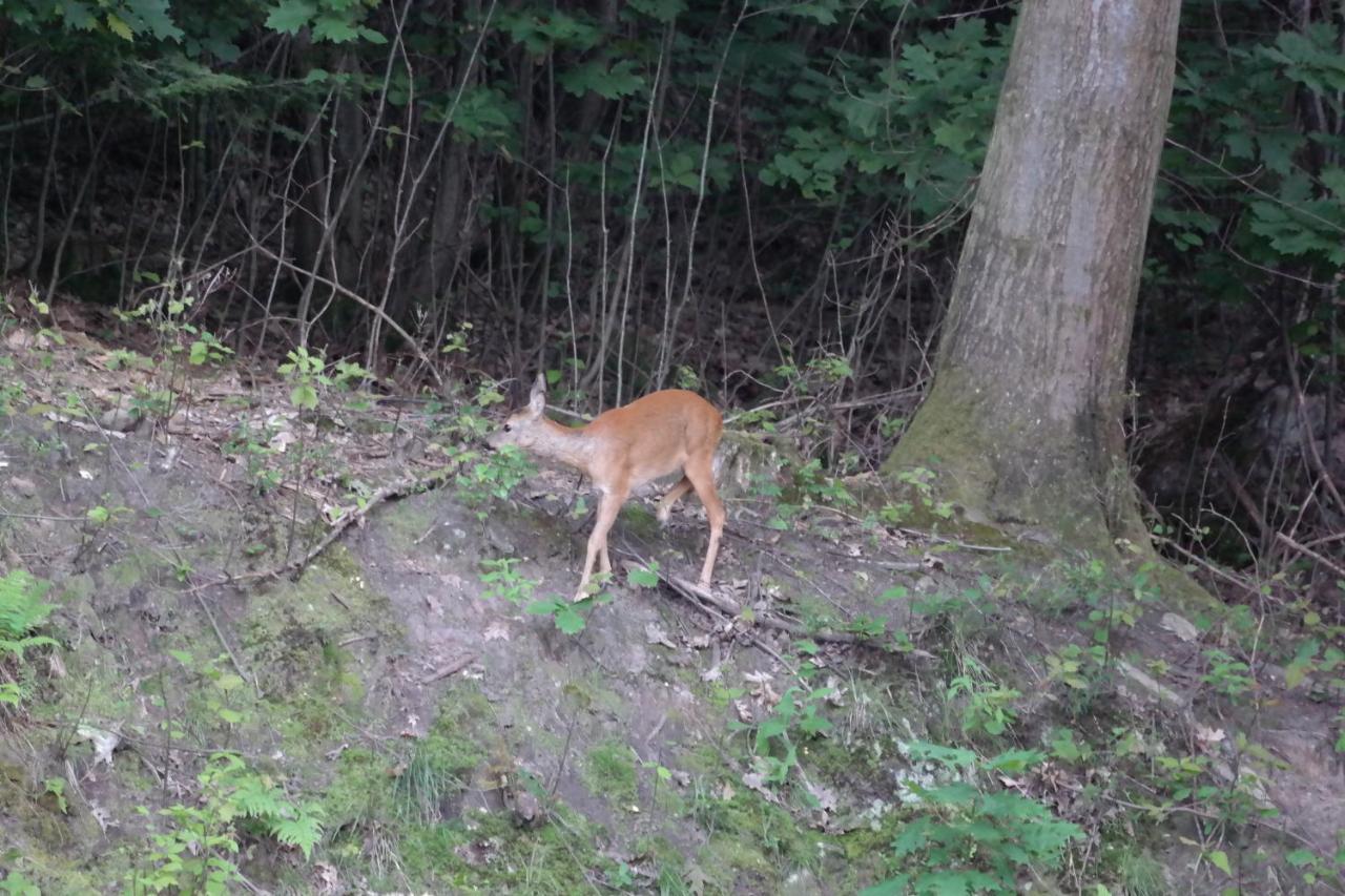 Ferienwohnung Am Wald Bad Herrenalb Esterno foto